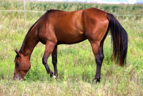 furioso