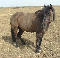 250px-Hucul_Pony,_Brix