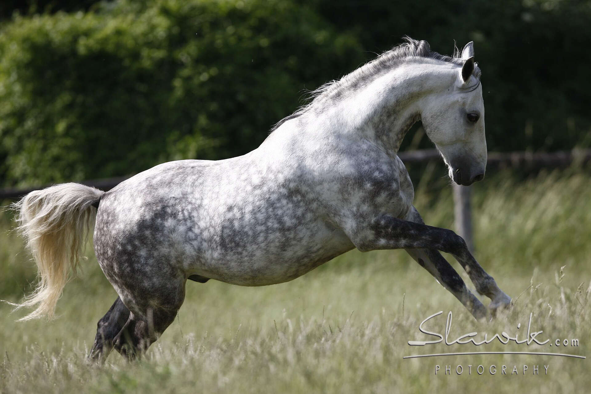csm_Lipizzaner__c__Christiane_Slwaik__7__96f3aa6916