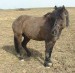 250px-Hucul_Pony,_Brix