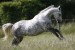 csm_Lipizzaner__c__Christiane_Slwaik__7__96f3aa6916